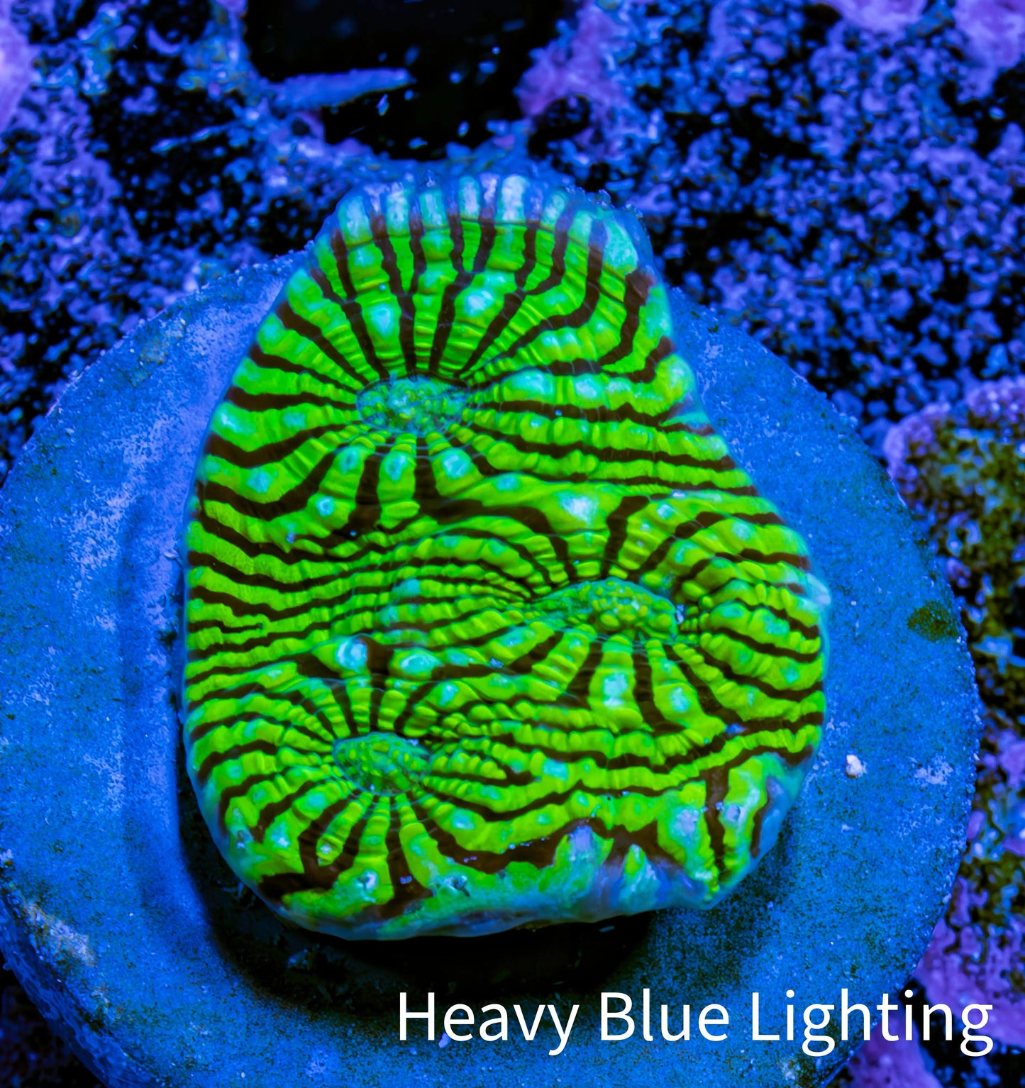 Ultra Chalice Coral Frag WYSIWYG Ultra Chalice Coral Frag WYSIWYG LPS Ultra Chalice Coral Frag WYSIWYG Zeo Box Reef