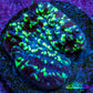 Ultra Chalice Coral Frag WYSIWYG Ultra Chalice Coral Frag WYSIWYG LPS Ultra Chalice Coral Frag WYSIWYG Zeo Box Reef