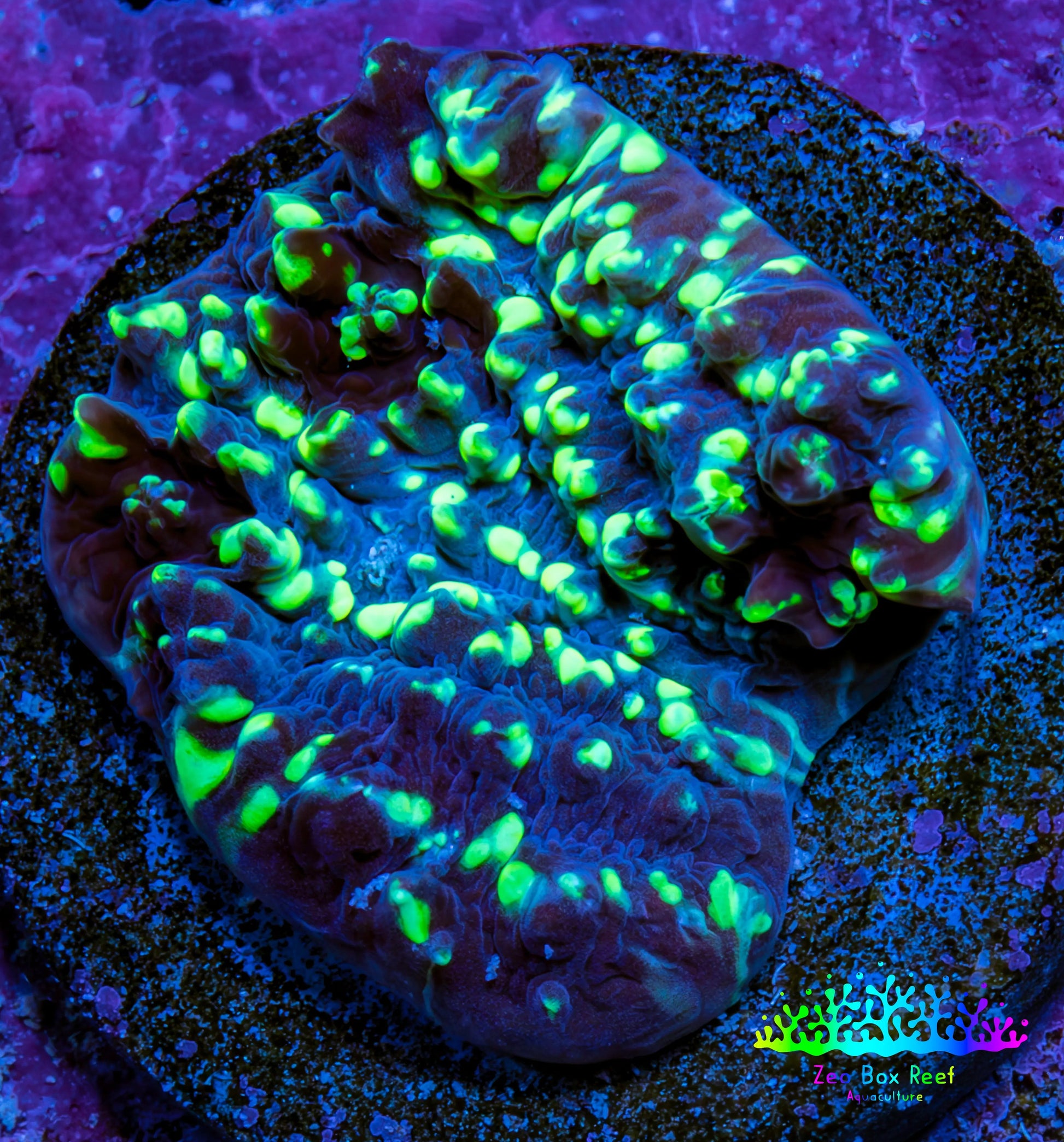 Ultra Chalice Coral Frag WYSIWYG Ultra Chalice Coral Frag WYSIWYG LPS Ultra Chalice Coral Frag WYSIWYG Zeo Box Reef