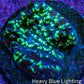 Ultra Chalice Coral Frag WYSIWYG Ultra Chalice Coral Frag WYSIWYG LPS Ultra Chalice Coral Frag WYSIWYG Zeo Box Reef
