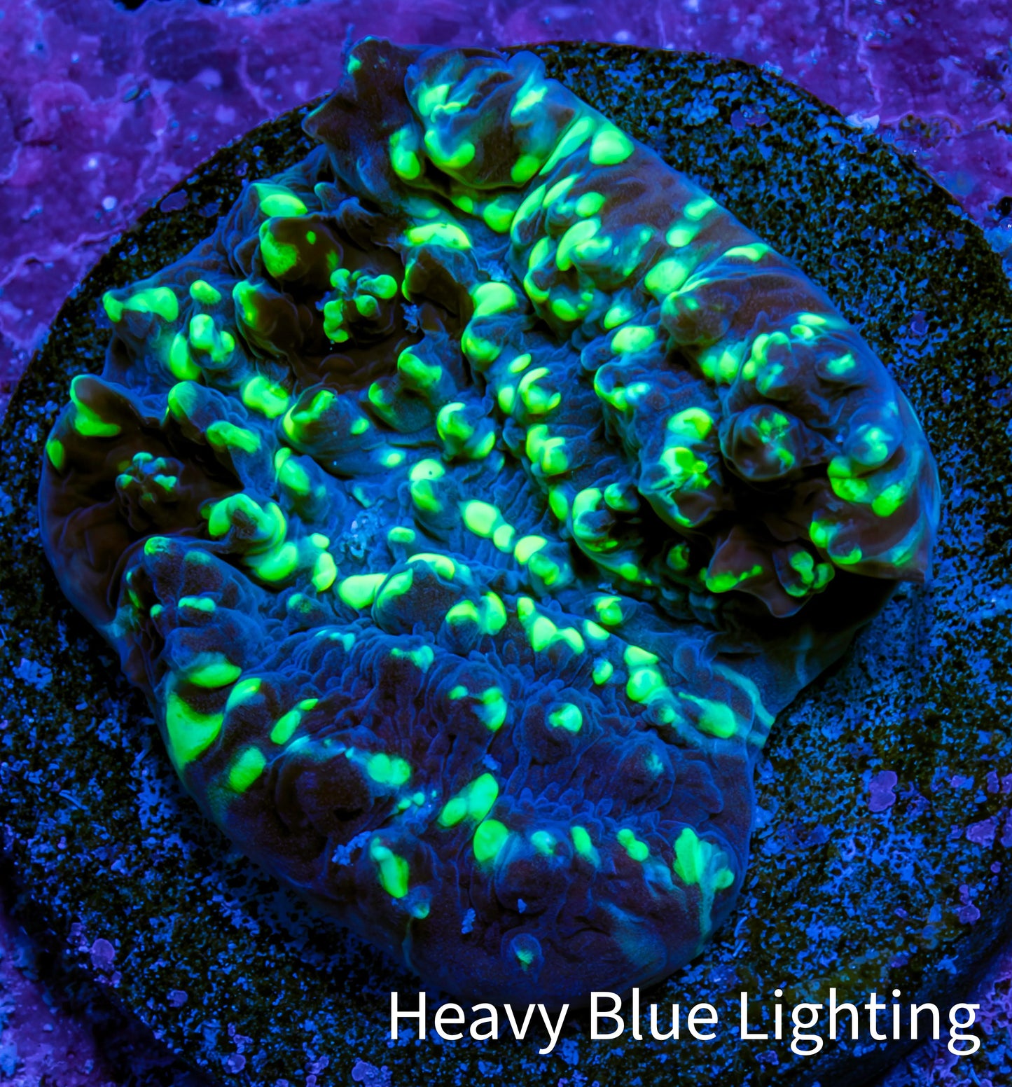 Ultra Chalice Coral Frag WYSIWYG Ultra Chalice Coral Frag WYSIWYG LPS Ultra Chalice Coral Frag WYSIWYG Zeo Box Reef