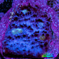 Ultra Chalice Coral Frag WYSIWYG Ultra Chalice Coral Frag WYSIWYG LPS Ultra Chalice Coral Frag WYSIWYG Zeo Box Reef