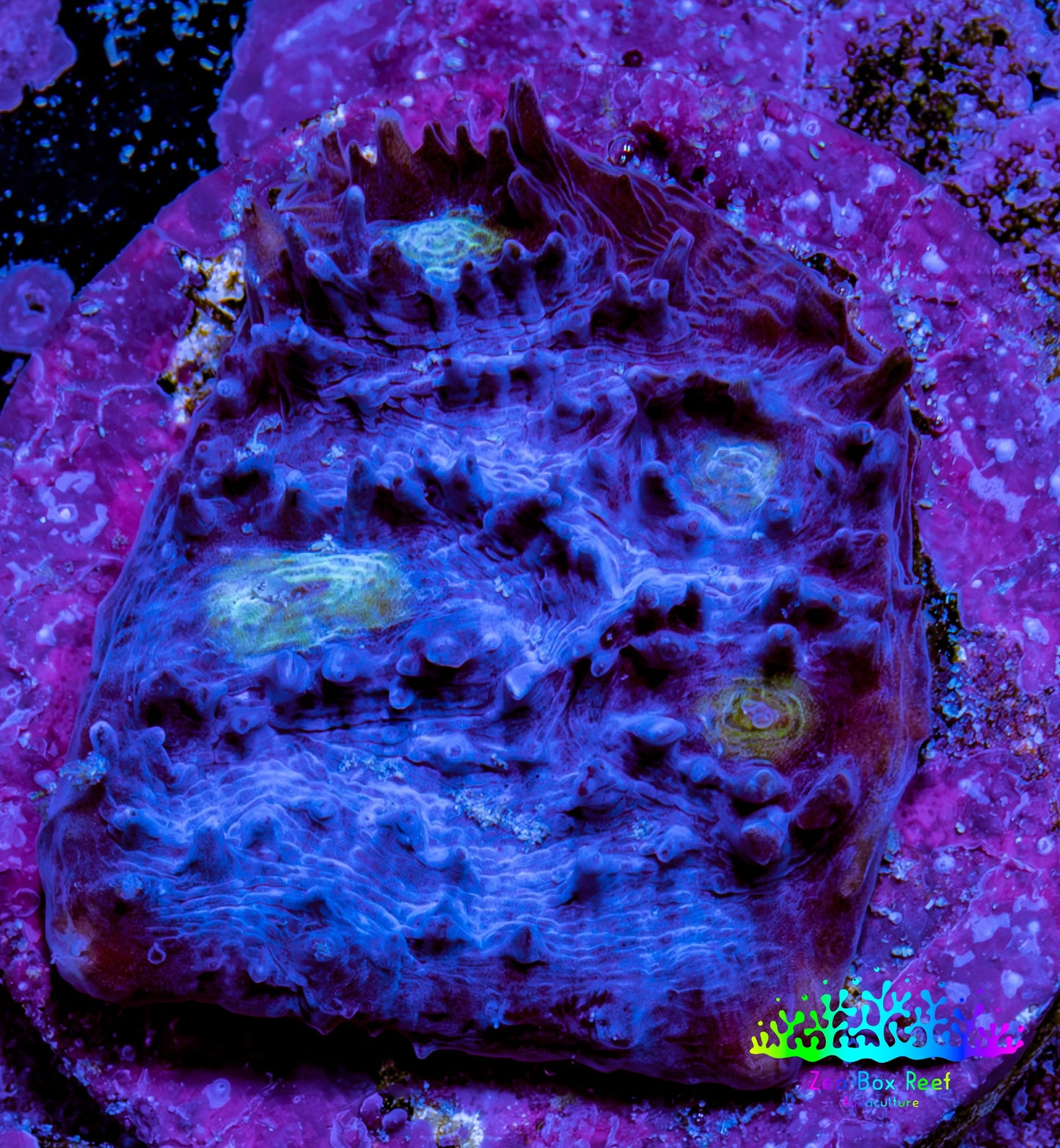 Ultra Chalice Coral Frag WYSIWYG Ultra Chalice Coral Frag WYSIWYG LPS Ultra Chalice Coral Frag WYSIWYG Zeo Box Reef