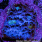Ultra Chalice Coral Frag WYSIWYG Ultra Chalice Coral Frag WYSIWYG LPS Ultra Chalice Coral Frag WYSIWYG Zeo Box Reef