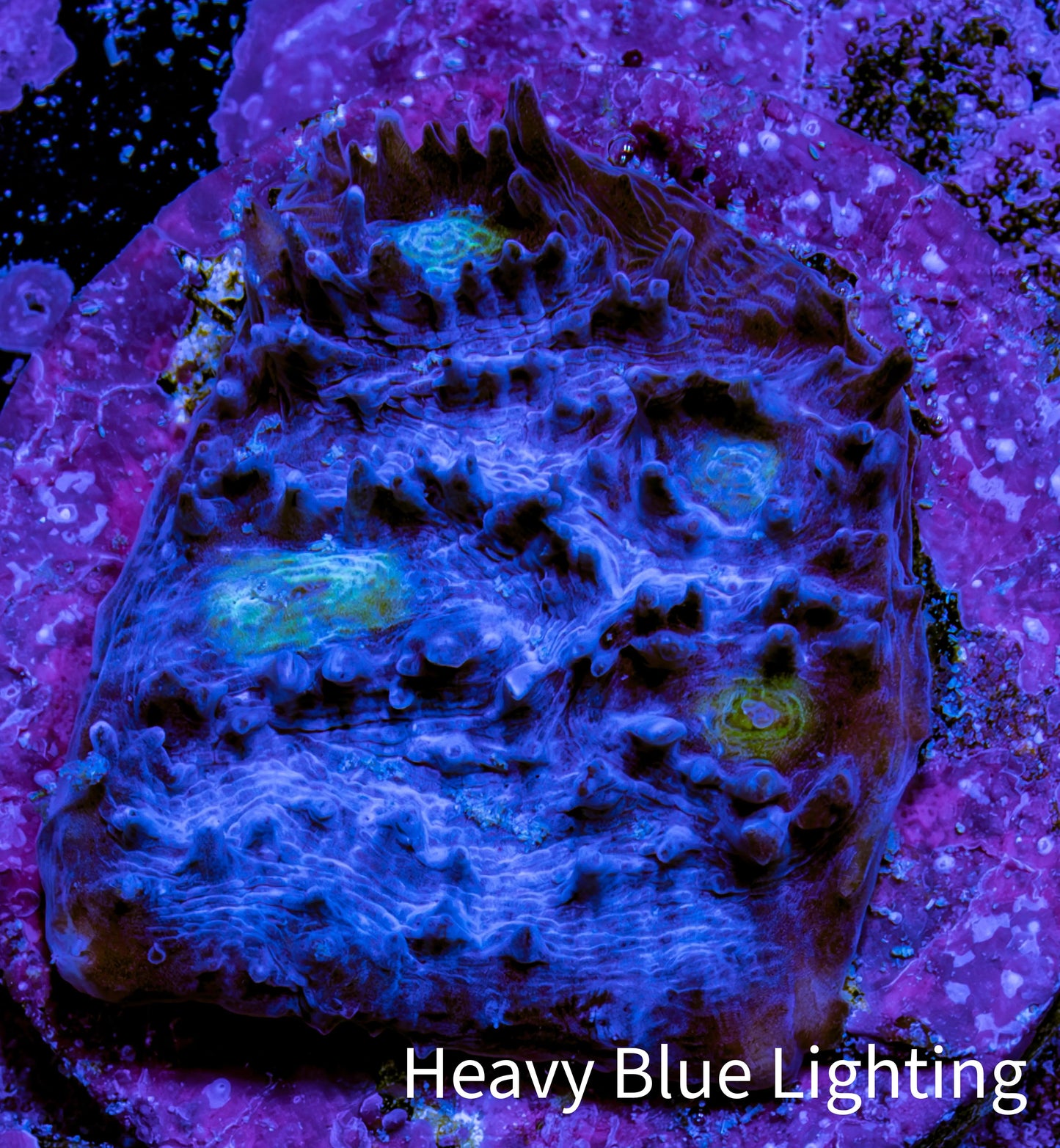 Ultra Chalice Coral Frag WYSIWYG Ultra Chalice Coral Frag WYSIWYG LPS Ultra Chalice Coral Frag WYSIWYG Zeo Box Reef