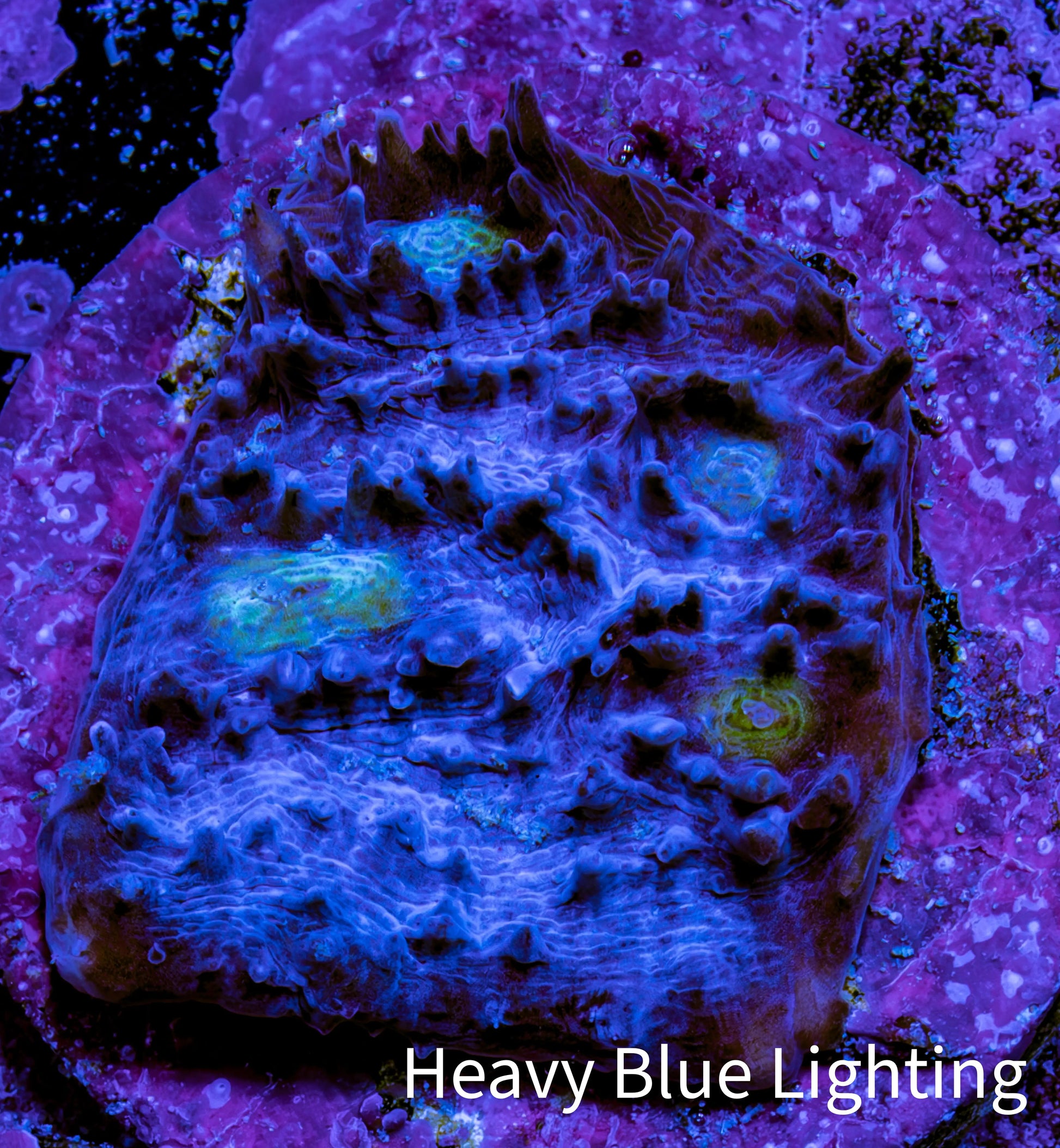 Ultra Chalice Coral Frag WYSIWYG Ultra Chalice Coral Frag WYSIWYG LPS Ultra Chalice Coral Frag WYSIWYG Zeo Box Reef