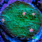 Ultra Chalice Coral Frag WYSIWYG Ultra Chalice Coral Frag WYSIWYG LPS Ultra Chalice Coral Frag WYSIWYG Zeo Box Reef