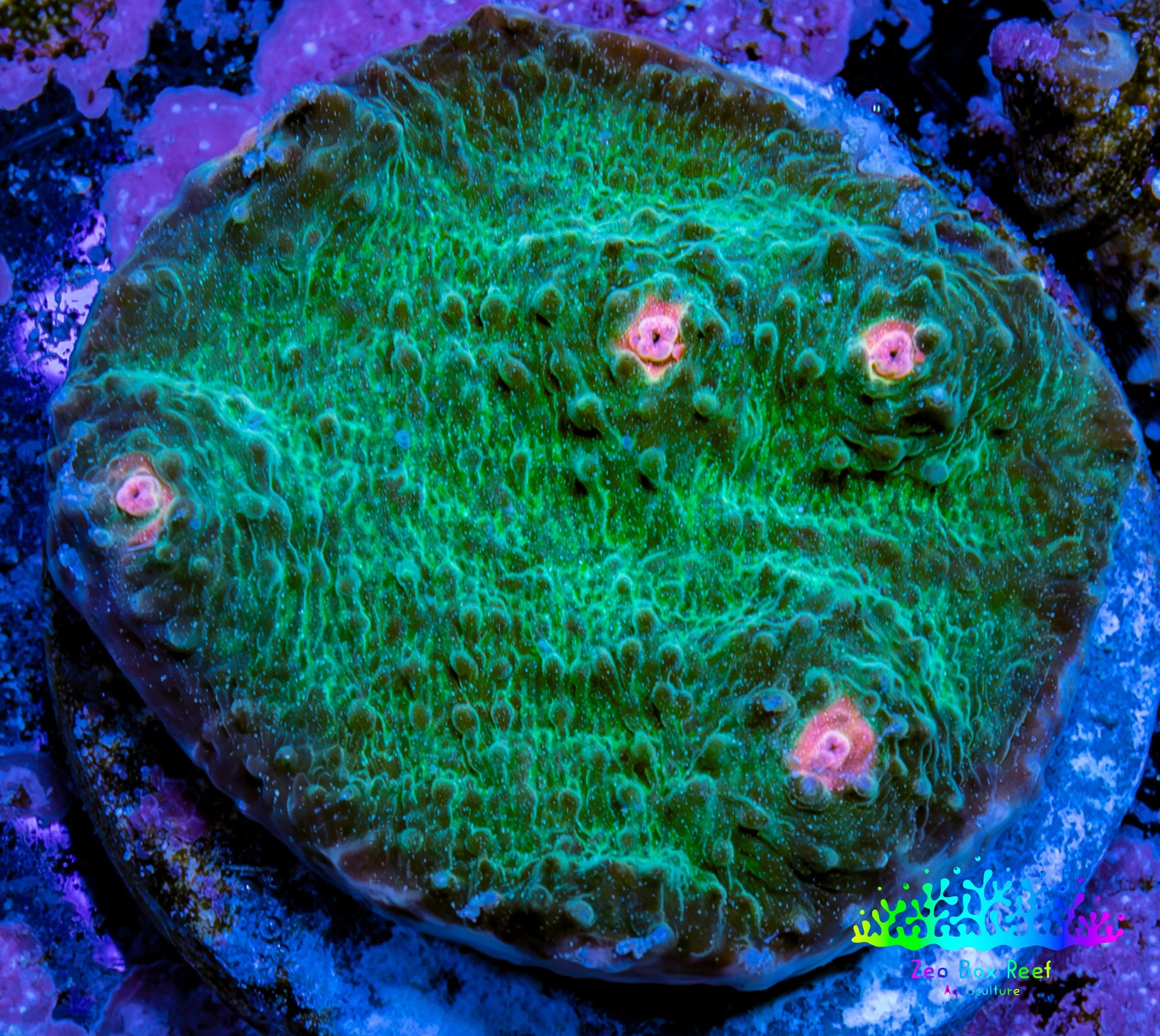 Ultra Chalice Coral Frag WYSIWYG Ultra Chalice Coral Frag WYSIWYG LPS Ultra Chalice Coral Frag WYSIWYG Zeo Box Reef