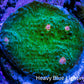 Ultra Chalice Coral Frag WYSIWYG Ultra Chalice Coral Frag WYSIWYG LPS Ultra Chalice Coral Frag WYSIWYG Zeo Box Reef