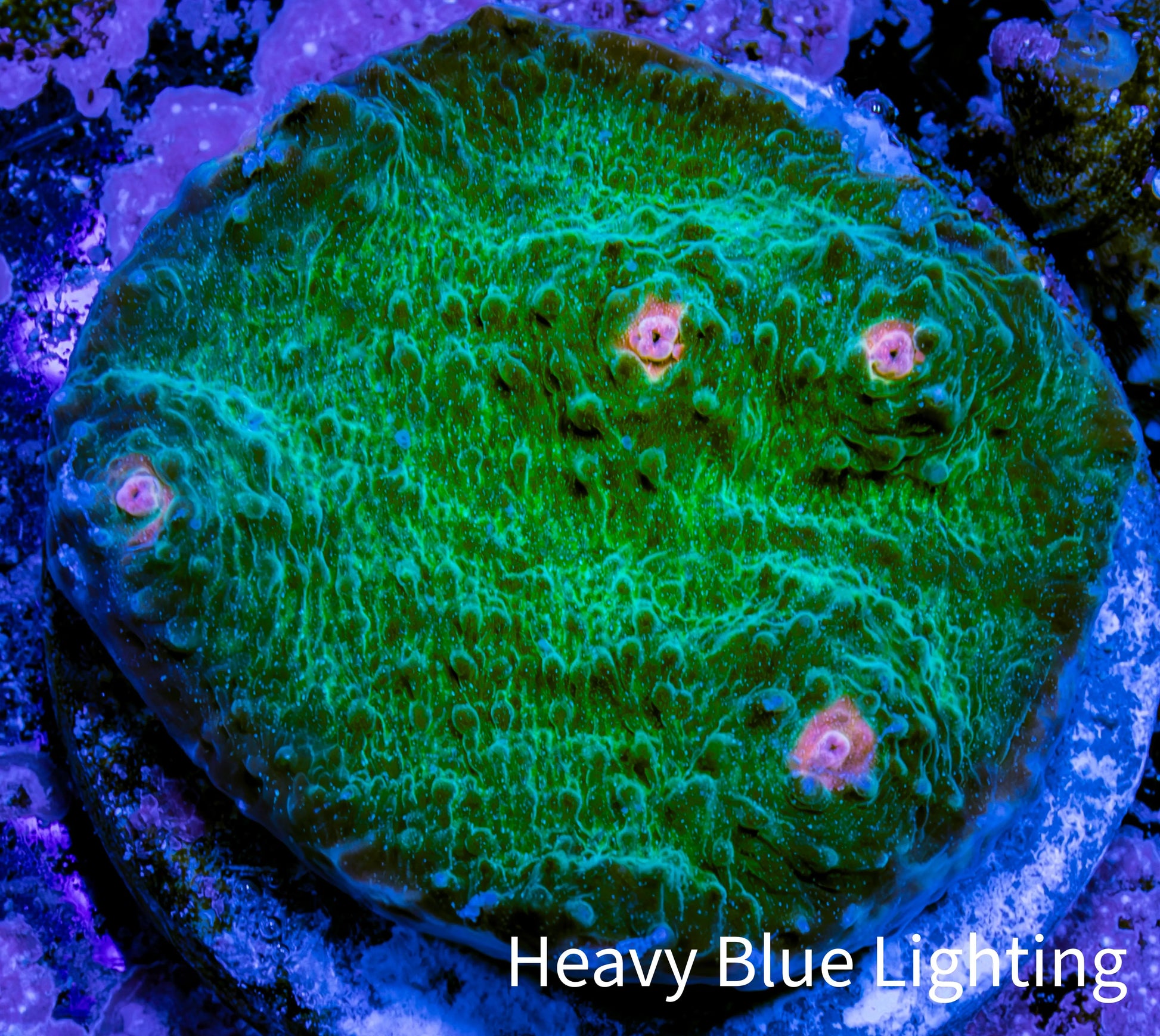 Ultra Chalice Coral Frag WYSIWYG Ultra Chalice Coral Frag WYSIWYG LPS Ultra Chalice Coral Frag WYSIWYG Zeo Box Reef