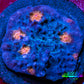 Ultra Chalice Coral Frag WYSIWYG Ultra Chalice Coral Frag WYSIWYG LPS Ultra Chalice Coral Frag WYSIWYG Zeo Box Reef