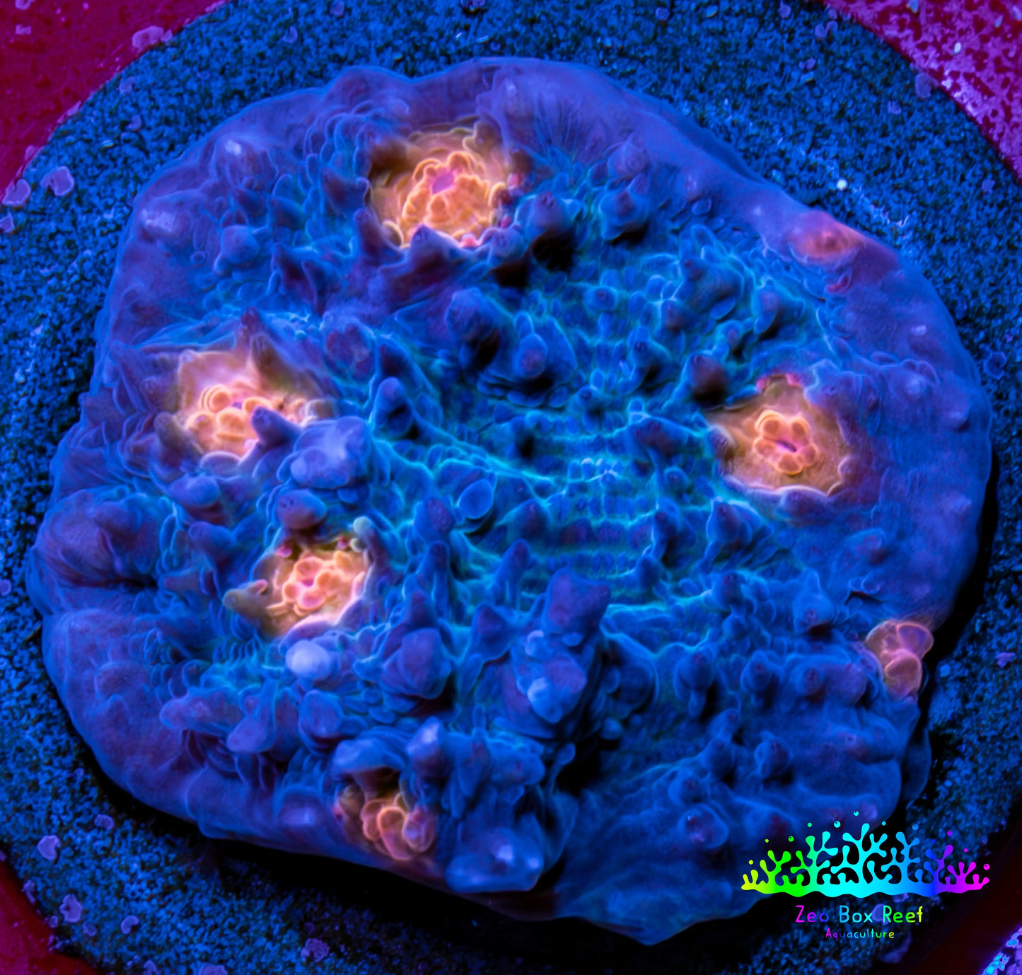 Ultra Chalice Coral Frag WYSIWYG Ultra Chalice Coral Frag WYSIWYG LPS Ultra Chalice Coral Frag WYSIWYG Zeo Box Reef