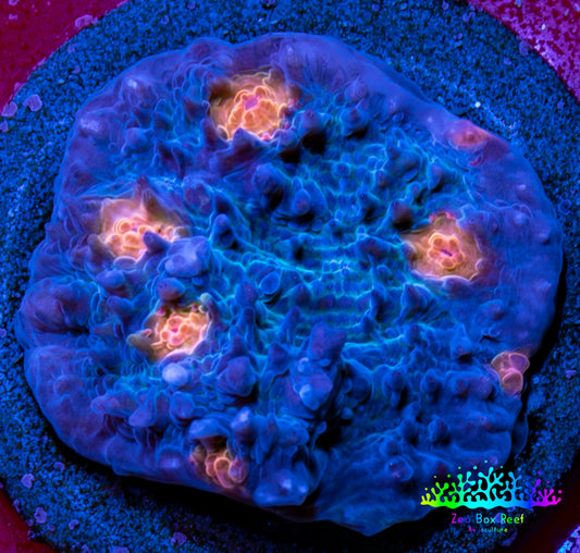 Ultra Chalice Coral Frag WYSIWYG Ultra Chalice Coral Frag WYSIWYG LPS Ultra Chalice Coral Frag WYSIWYG Zeo Box Reef