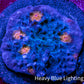 Ultra Chalice Coral Frag WYSIWYG Ultra Chalice Coral Frag WYSIWYG LPS Ultra Chalice Coral Frag WYSIWYG Zeo Box Reef
