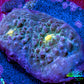 Ultra Chalice Coral Frag WYSIWYG Ultra Chalice Coral Frag WYSIWYG LPS Ultra Chalice Coral Frag WYSIWYG Zeo Box Reef
