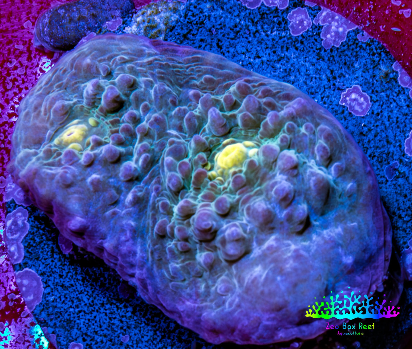 Ultra Chalice Coral Frag WYSIWYG Ultra Chalice Coral Frag WYSIWYG LPS Ultra Chalice Coral Frag WYSIWYG Zeo Box Reef