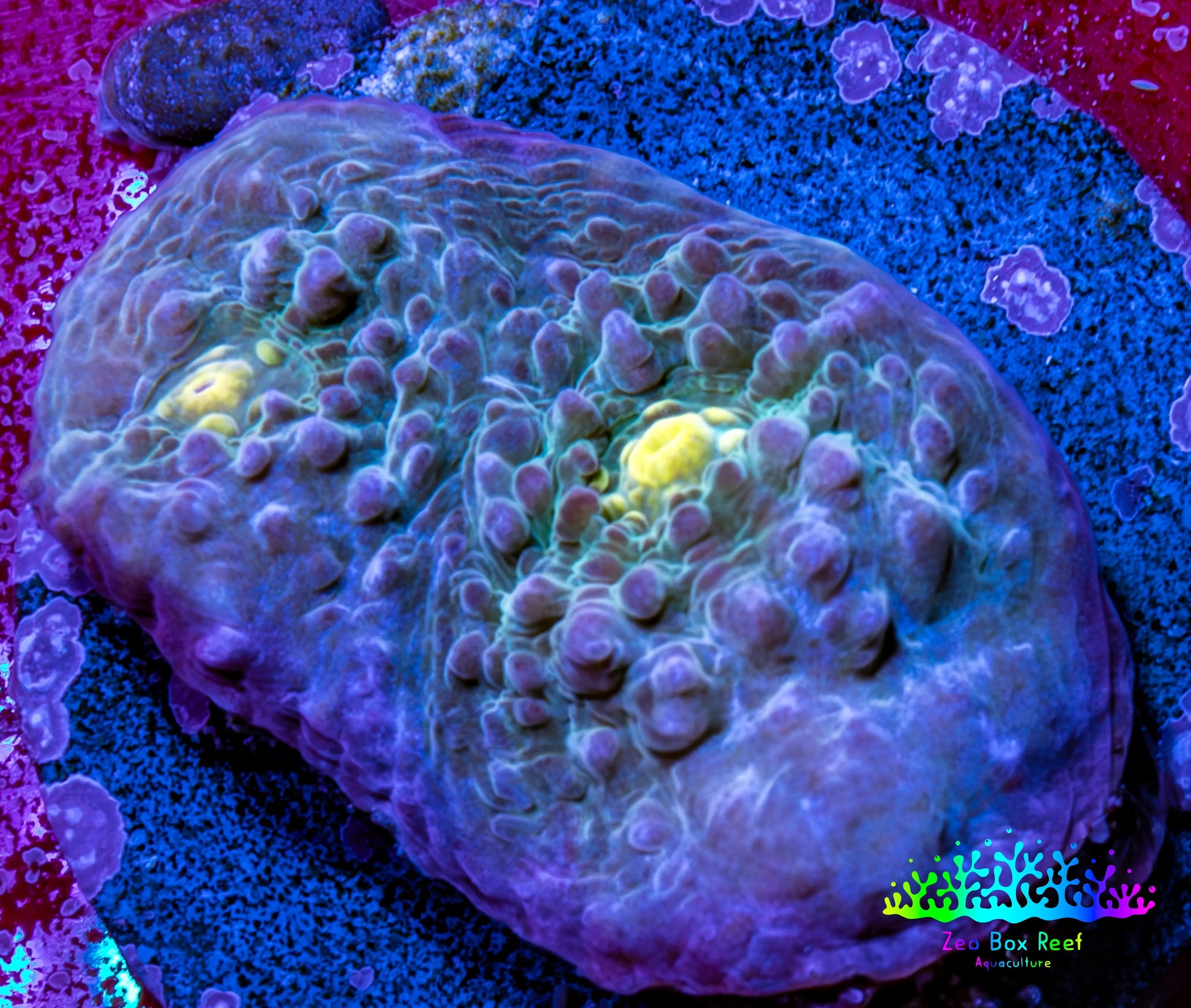 Ultra Chalice Coral Frag WYSIWYG Ultra Chalice Coral Frag WYSIWYG LPS Ultra Chalice Coral Frag WYSIWYG Zeo Box Reef