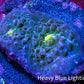 Ultra Chalice Coral Frag WYSIWYG Ultra Chalice Coral Frag WYSIWYG LPS Ultra Chalice Coral Frag WYSIWYG Zeo Box Reef