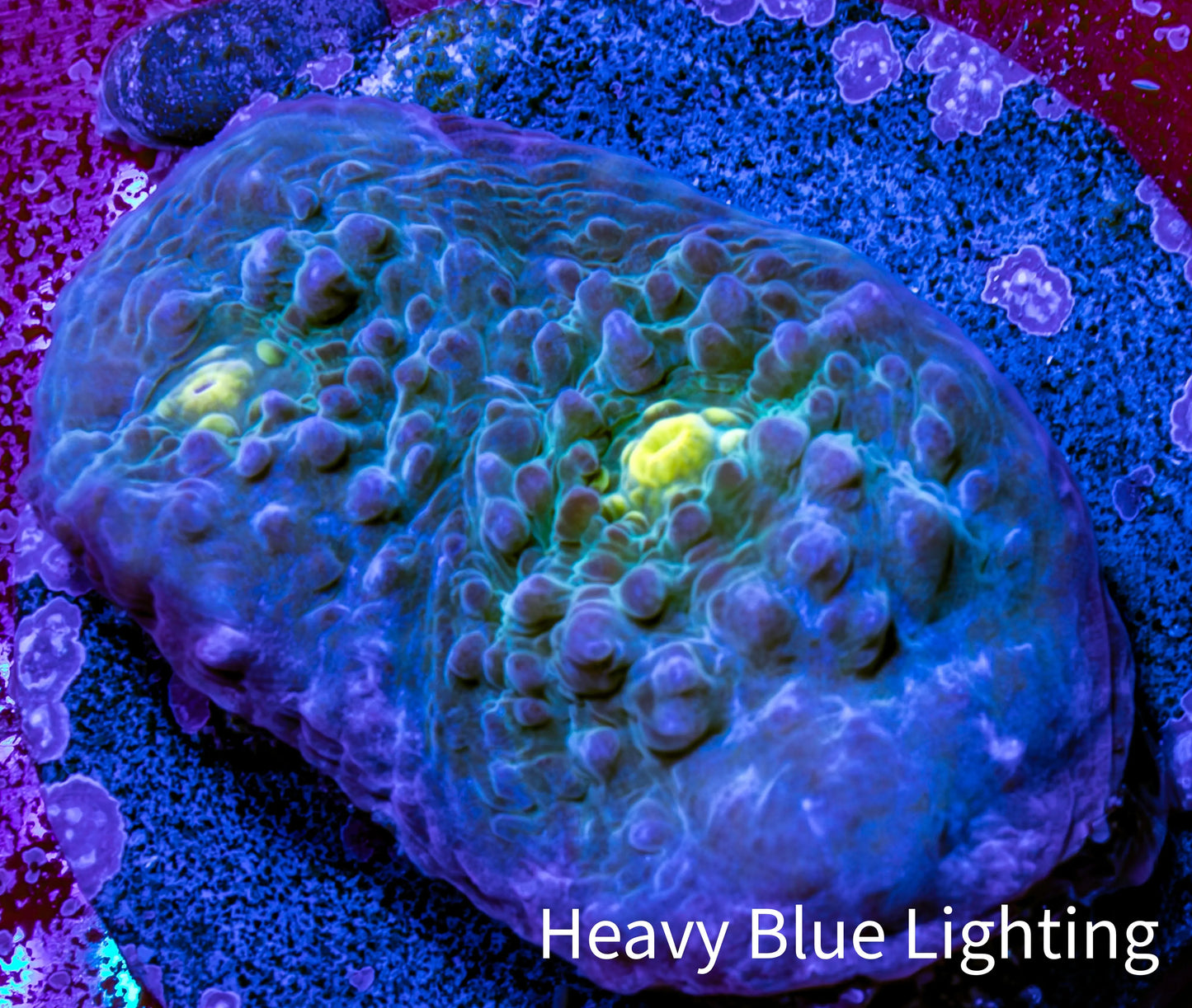 Ultra Chalice Coral Frag WYSIWYG Ultra Chalice Coral Frag WYSIWYG LPS Ultra Chalice Coral Frag WYSIWYG Zeo Box Reef