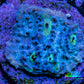 Ultra Chalice Coral Frag WYSIWYG Ultra Chalice Coral Frag WYSIWYG LPS Ultra Chalice Coral Frag WYSIWYG Zeo Box Reef