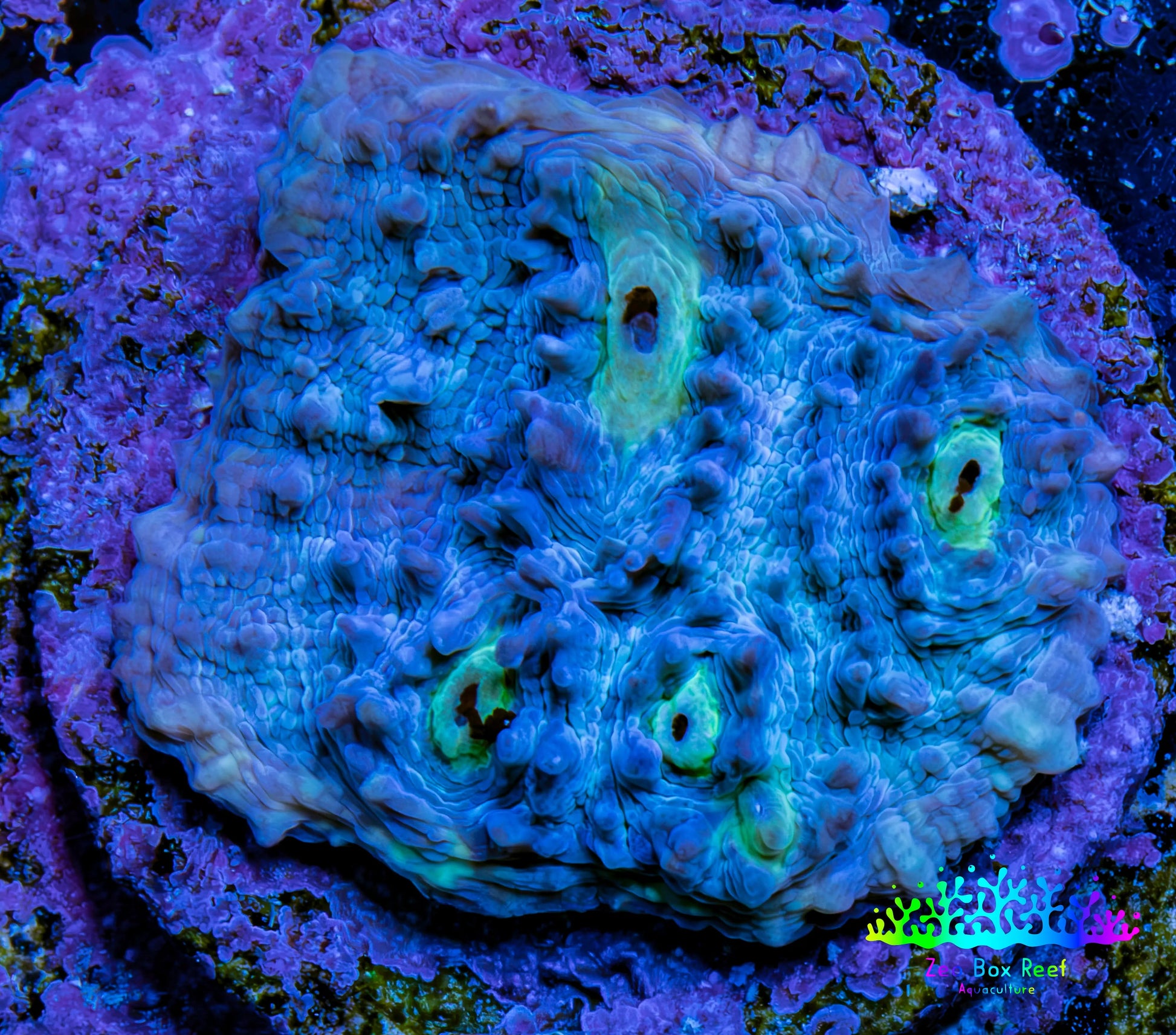 Ultra Chalice Coral Frag WYSIWYG Ultra Chalice Coral Frag WYSIWYG LPS Ultra Chalice Coral Frag WYSIWYG Zeo Box Reef