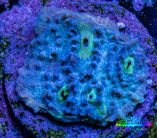 Ultra Chalice Coral Frag WYSIWYG Ultra Chalice Coral Frag WYSIWYG LPS Ultra Chalice Coral Frag WYSIWYG Zeo Box Reef