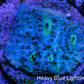 Ultra Chalice Coral Frag WYSIWYG Ultra Chalice Coral Frag WYSIWYG LPS Ultra Chalice Coral Frag WYSIWYG Zeo Box Reef
