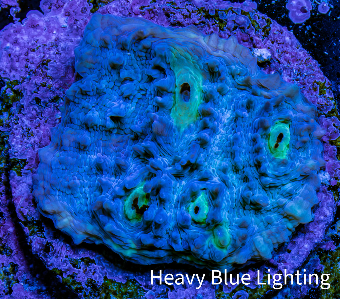 Ultra Chalice Coral Frag WYSIWYG Ultra Chalice Coral Frag WYSIWYG LPS Ultra Chalice Coral Frag WYSIWYG Zeo Box Reef