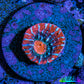 Ultra Chalice Coral Frag WYSIWYG Ultra Chalice Coral Frag WYSIWYG LPS Ultra Chalice Coral Frag WYSIWYG Zeo Box Reef