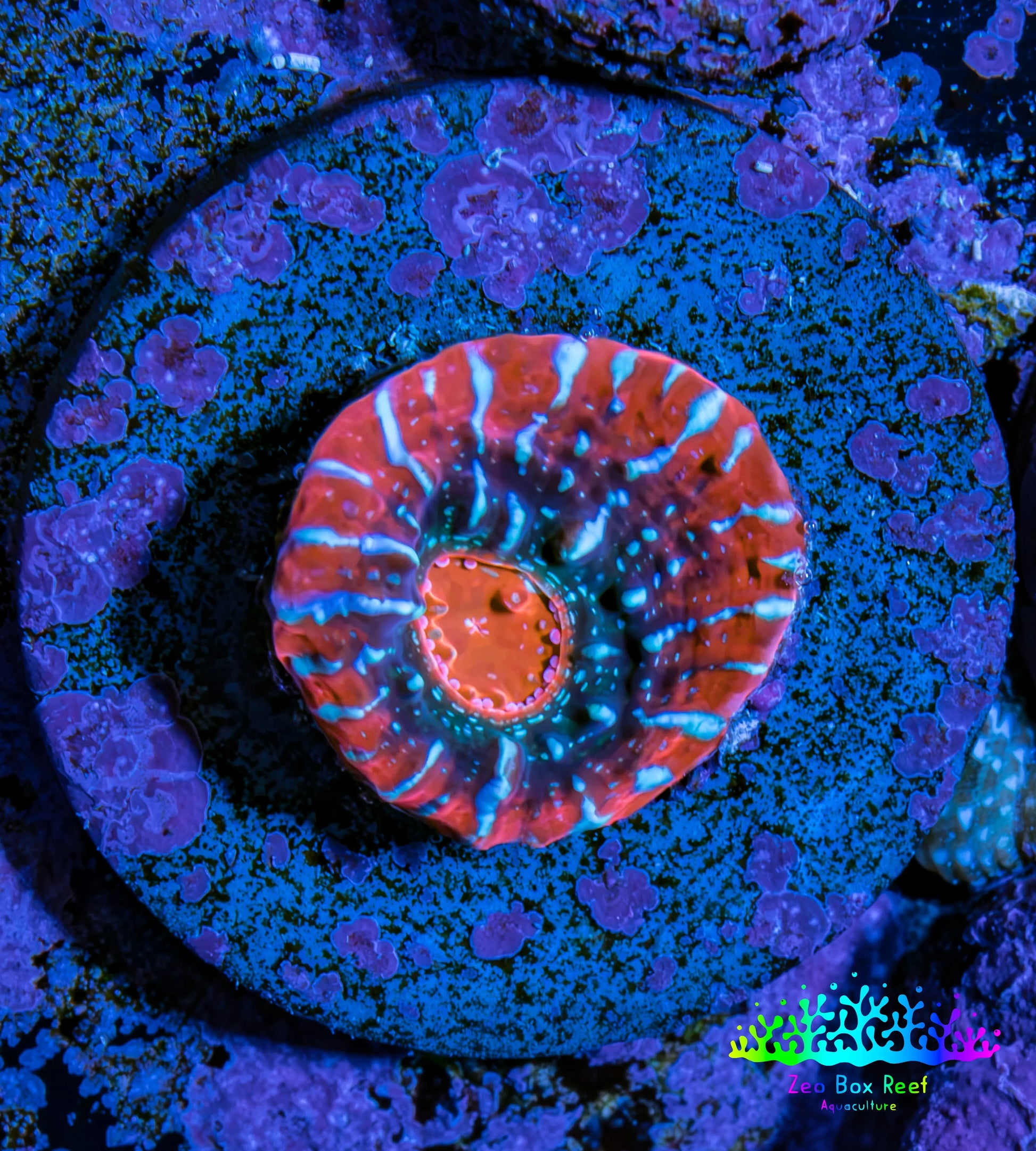 Ultra Chalice Coral Frag WYSIWYG Ultra Chalice Coral Frag WYSIWYG LPS Ultra Chalice Coral Frag WYSIWYG Zeo Box Reef
