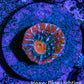 Ultra Chalice Coral Frag WYSIWYG Ultra Chalice Coral Frag WYSIWYG LPS Ultra Chalice Coral Frag WYSIWYG Zeo Box Reef