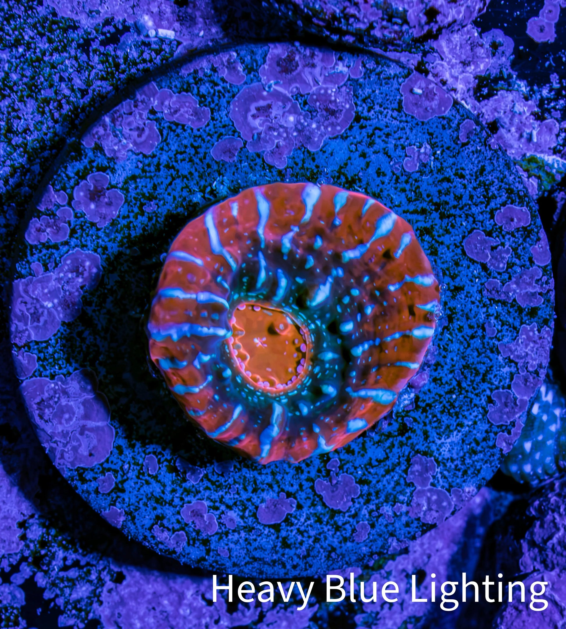 Ultra Chalice Coral Frag WYSIWYG Ultra Chalice Coral Frag WYSIWYG LPS Ultra Chalice Coral Frag WYSIWYG Zeo Box Reef