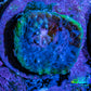 Ultra Chalice Coral Frag WYSIWYG Ultra Chalice Coral Frag WYSIWYG LPS Ultra Chalice Coral Frag WYSIWYG Zeo Box Reef