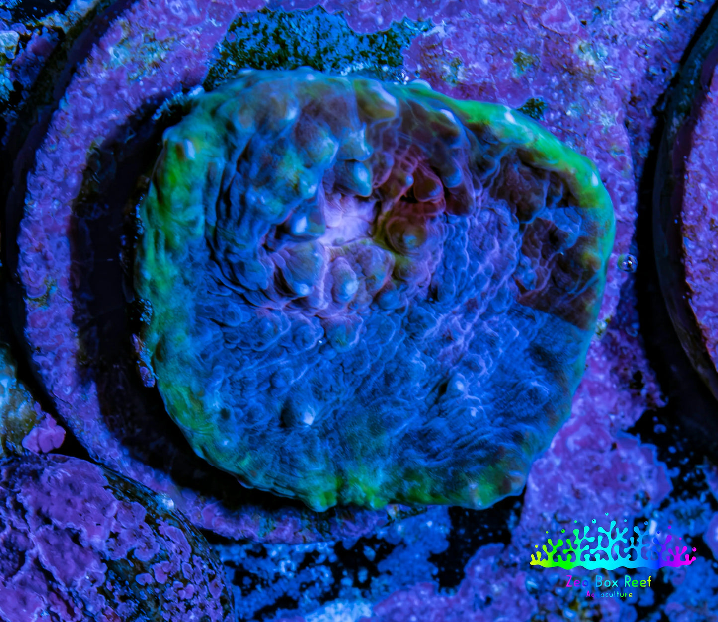 Ultra Chalice Coral Frag WYSIWYG Ultra Chalice Coral Frag WYSIWYG LPS Ultra Chalice Coral Frag WYSIWYG Zeo Box Reef
