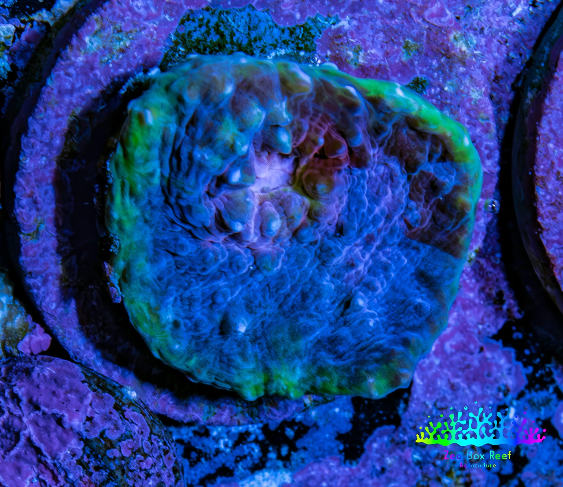 Ultra Chalice Coral Frag WYSIWYG Ultra Chalice Coral Frag WYSIWYG LPS Ultra Chalice Coral Frag WYSIWYG Zeo Box Reef