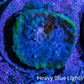 Ultra Chalice Coral Frag WYSIWYG Ultra Chalice Coral Frag WYSIWYG LPS Ultra Chalice Coral Frag WYSIWYG Zeo Box Reef