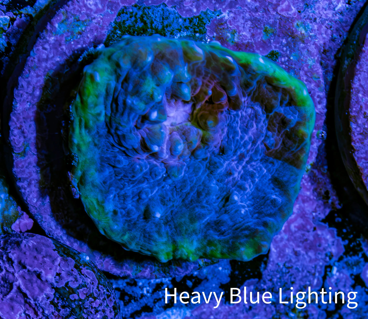 Ultra Chalice Coral Frag WYSIWYG Ultra Chalice Coral Frag WYSIWYG LPS Ultra Chalice Coral Frag WYSIWYG Zeo Box Reef