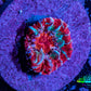 Ultra Chalice Coral Frag WYSIWYG Ultra Chalice Coral Frag WYSIWYG LPS Ultra Chalice Coral Frag WYSIWYG Zeo Box Reef