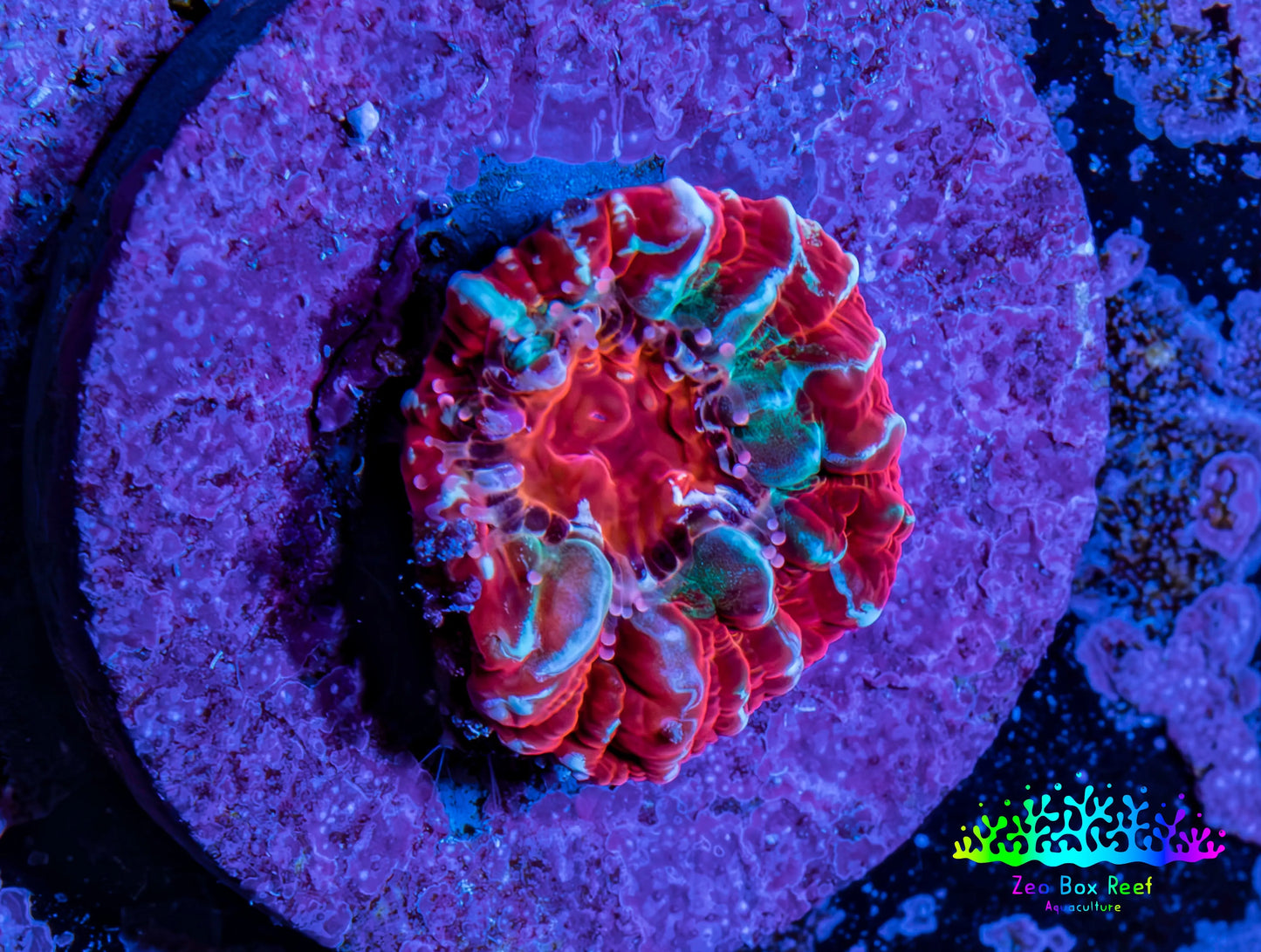Ultra Chalice Coral Frag WYSIWYG Ultra Chalice Coral Frag WYSIWYG LPS Ultra Chalice Coral Frag WYSIWYG Zeo Box Reef