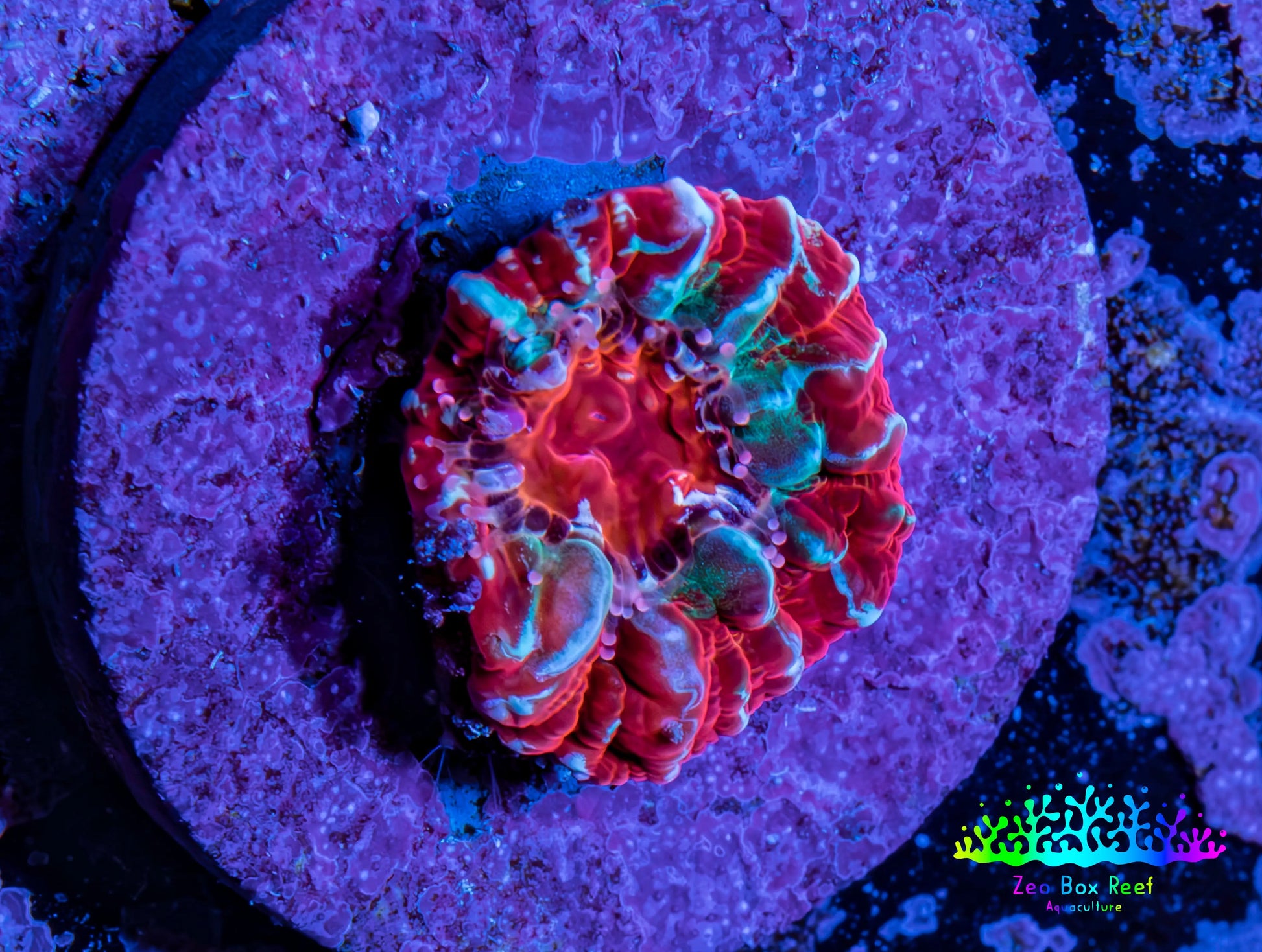 Ultra Chalice Coral Frag WYSIWYG Ultra Chalice Coral Frag WYSIWYG LPS Ultra Chalice Coral Frag WYSIWYG Zeo Box Reef