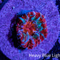 Ultra Chalice Coral Frag WYSIWYG Ultra Chalice Coral Frag WYSIWYG LPS Ultra Chalice Coral Frag WYSIWYG Zeo Box Reef