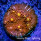 Ultra Chalice Coral- Golden Eye Chalice Frag WYSIWYG B1R5B1 Ultra Chalice Coral- Golden Eye Chalice Frag WYSIWYG B1R5B1 LPS Ultra Chalice Coral- Golden Eye Chalice Frag WYSIWYG B1R5B1 Zeo Box Reef