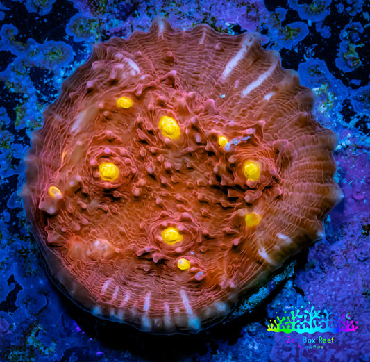 Ultra Chalice Coral- Golden Eye Chalice Frag WYSIWYG B1R5B1 Ultra Chalice Coral- Golden Eye Chalice Frag WYSIWYG B1R5B1 LPS Ultra Chalice Coral- Golden Eye Chalice Frag WYSIWYG B1R5B1 Zeo Box Reef