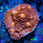 Ultra Chalice Coral- Golden Eye Chalice Frag WYSIWYG B2R4B1 Ultra Chalice Coral- Golden Eye Chalice Frag WYSIWYG B2R4B1 LPS Ultra Chalice Coral- Golden Eye Chalice Frag WYSIWYG B2R4B1 Zeo Box Reef