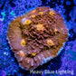 Ultra Chalice Coral- Golden Eye Chalice Frag WYSIWYG B2R4B1 Ultra Chalice Coral- Golden Eye Chalice Frag WYSIWYG B2R4B1 LPS Ultra Chalice Coral- Golden Eye Chalice Frag WYSIWYG B2R4B1 Zeo Box Reef