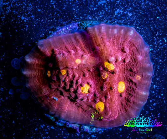 Ultra Chalice Coral- Golden Eye Chalice Frag WYSIWYG Ultra Chalice Coral- Golden Eye Chalice Frag WYSIWYG LPS Ultra Chalice Coral- Golden Eye Chalice Frag WYSIWYG Zeo Box Reef