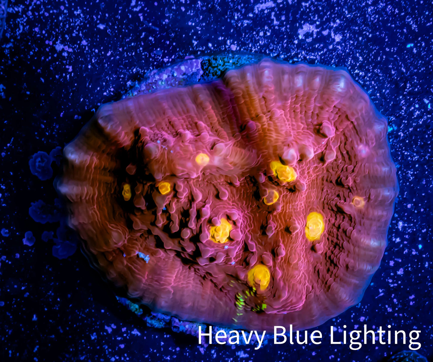 Ultra Chalice Coral- Golden Eye Chalice Frag WYSIWYG Ultra Chalice Coral- Golden Eye Chalice Frag WYSIWYG LPS Ultra Chalice Coral- Golden Eye Chalice Frag WYSIWYG Zeo Box Reef