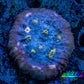 Ultra Chalice Coral- Miami Hurricane Frag WYSIWYG Ultra Chalice Coral- Miami Hurricane Frag WYSIWYG LPS Ultra Chalice Coral- Miami Hurricane Frag WYSIWYG Zeo Box Reef
