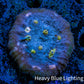 Ultra Chalice Coral- Miami Hurricane Frag WYSIWYG Ultra Chalice Coral- Miami Hurricane Frag WYSIWYG LPS Ultra Chalice Coral- Miami Hurricane Frag WYSIWYG Zeo Box Reef