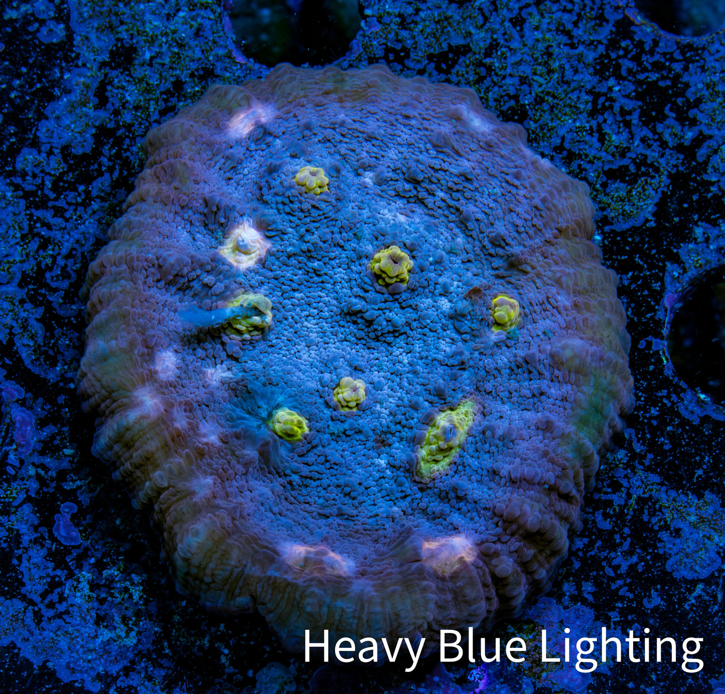 Ultra Chalice Coral- Miami Hurricane Frag WYSIWYG Ultra Chalice Coral- Miami Hurricane Frag WYSIWYG LPS Ultra Chalice Coral- Miami Hurricane Frag WYSIWYG Zeo Box Reef